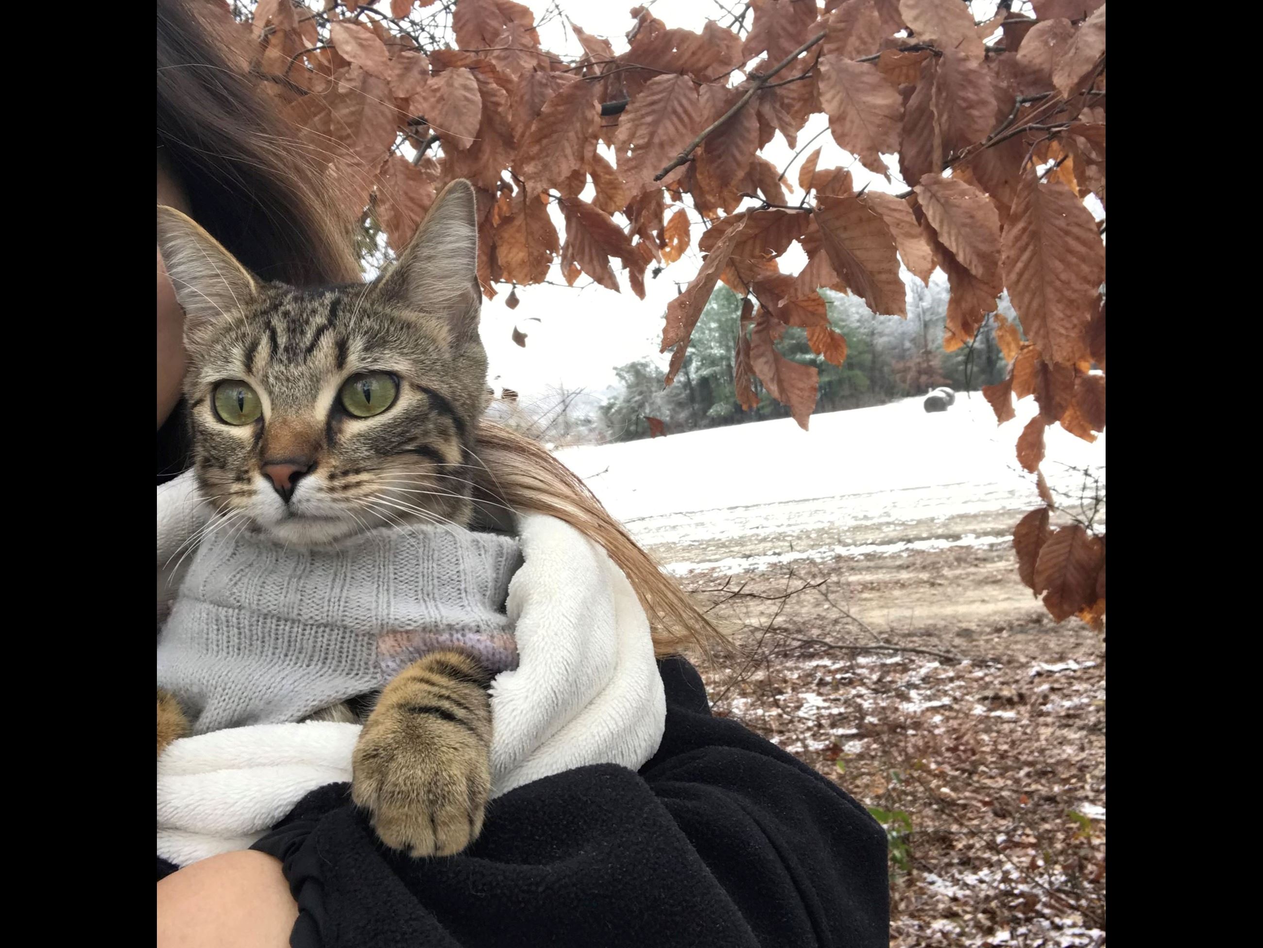 A photo of a brown cat with various black markings