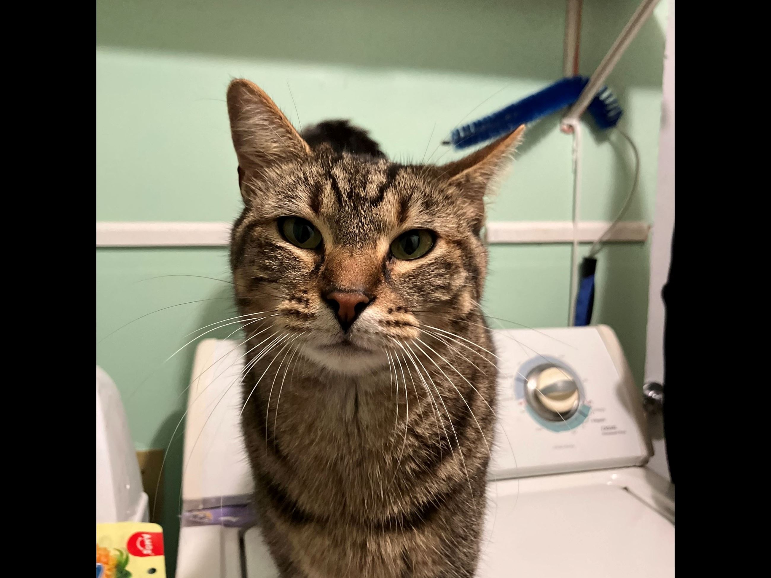 A photo of a brown cat with various black markings
