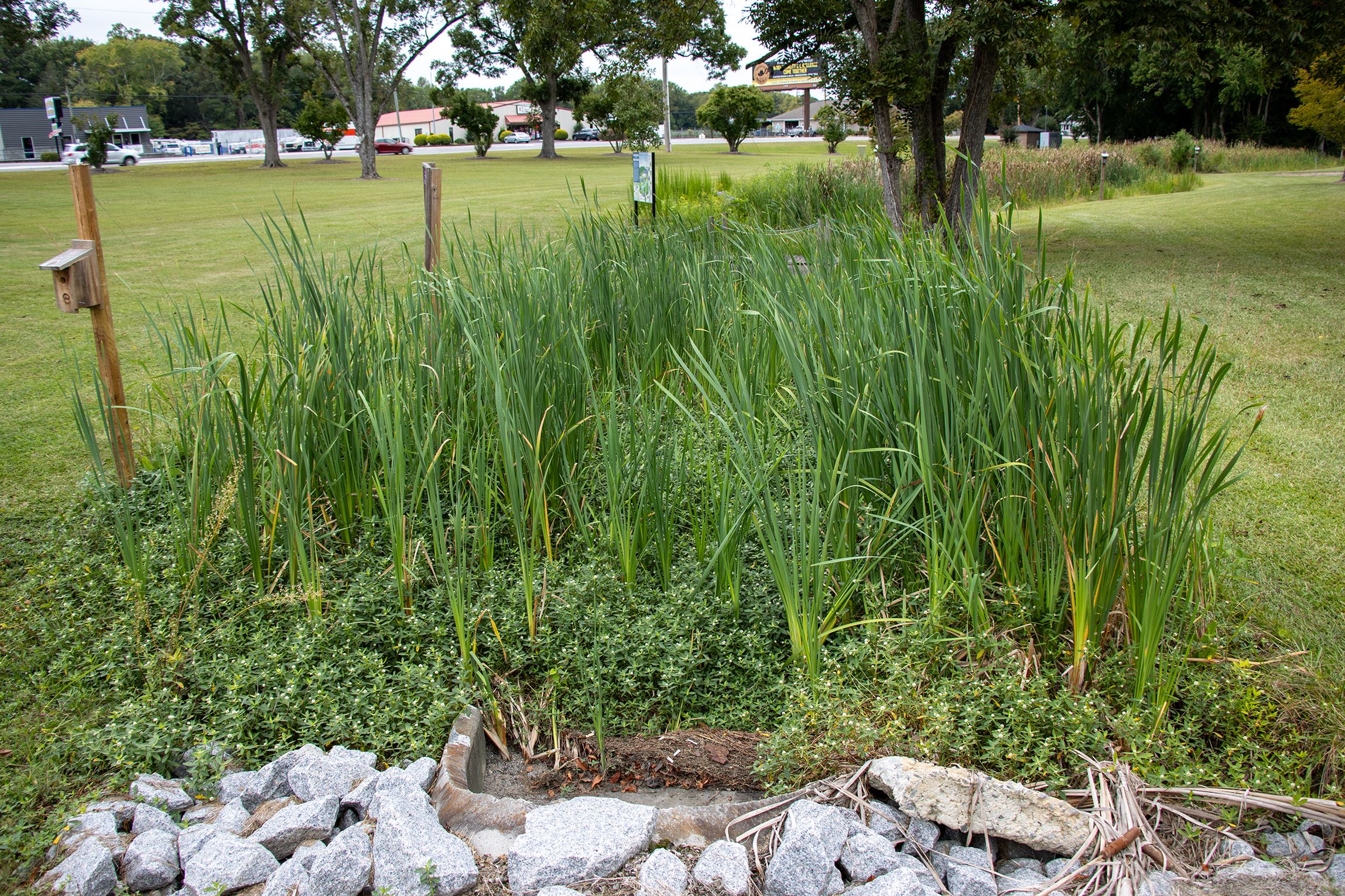 A constructed wetland on Beaufort County Community College's campus